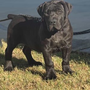 Boerboel puppy with full registration breeding rights