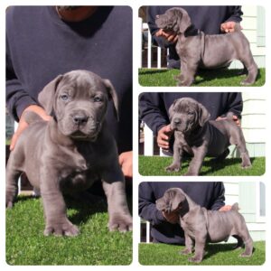 Boerboel puppy pet rights