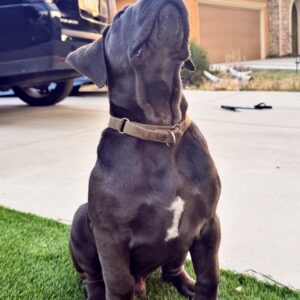 Boerboel puppy with transportation