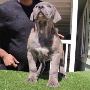 Pet only Boerboel puppy with transport